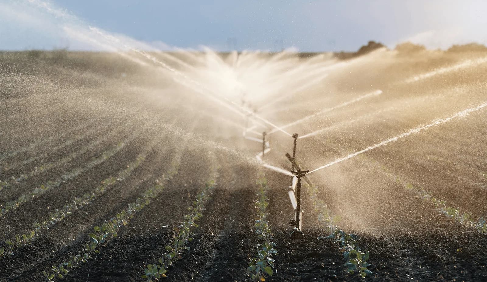 Overhead sprinklers spray a fine mist across rows of young crops at golden hour, representing the irrigation pipe, emitters, sprinklers, and controllers Curri rushes to growers and contractors on demand.