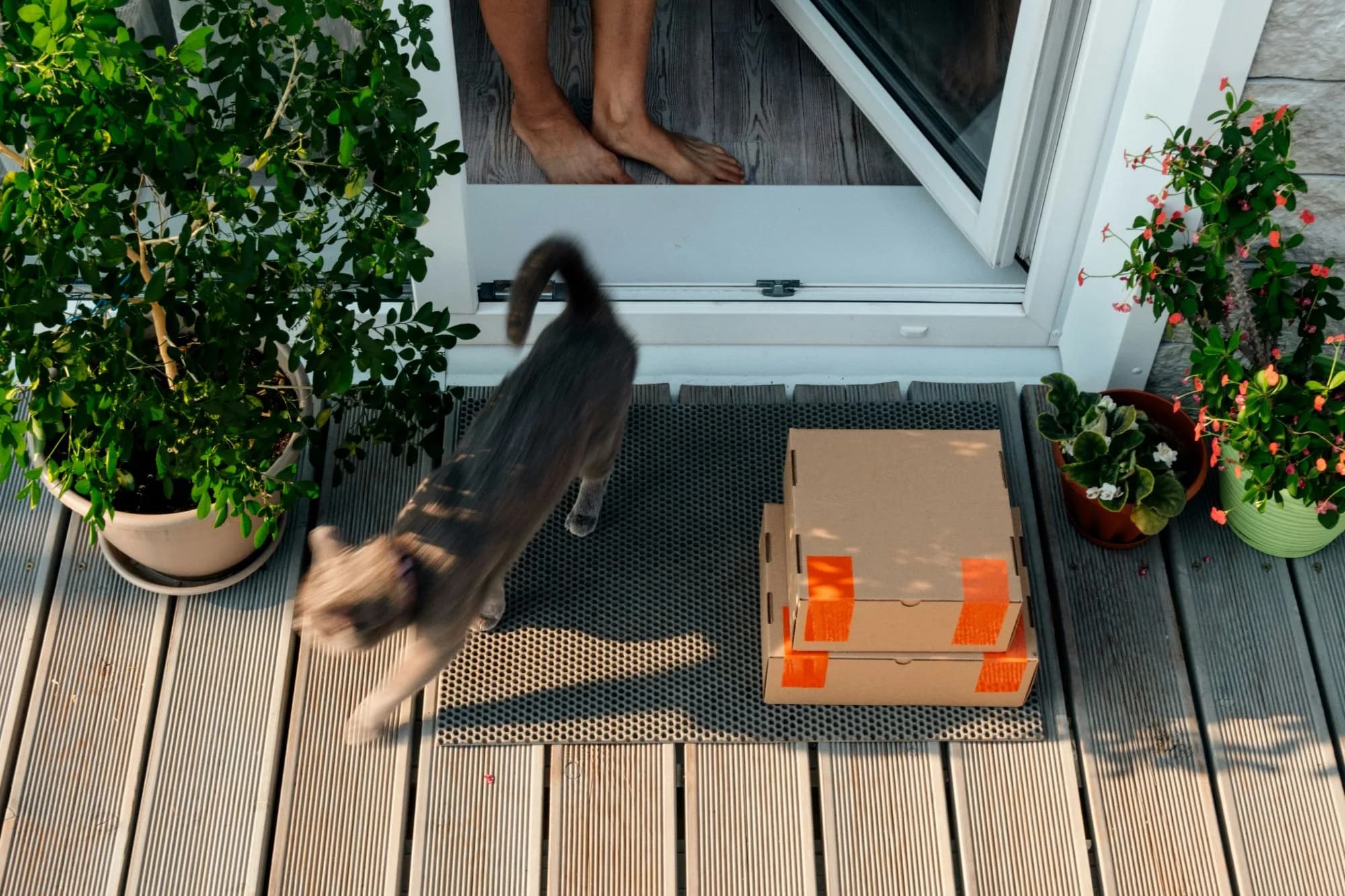 A grey cat sniffing two delivery boxes left on a doormat at an open patio door